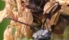 Selandriinae inconnu